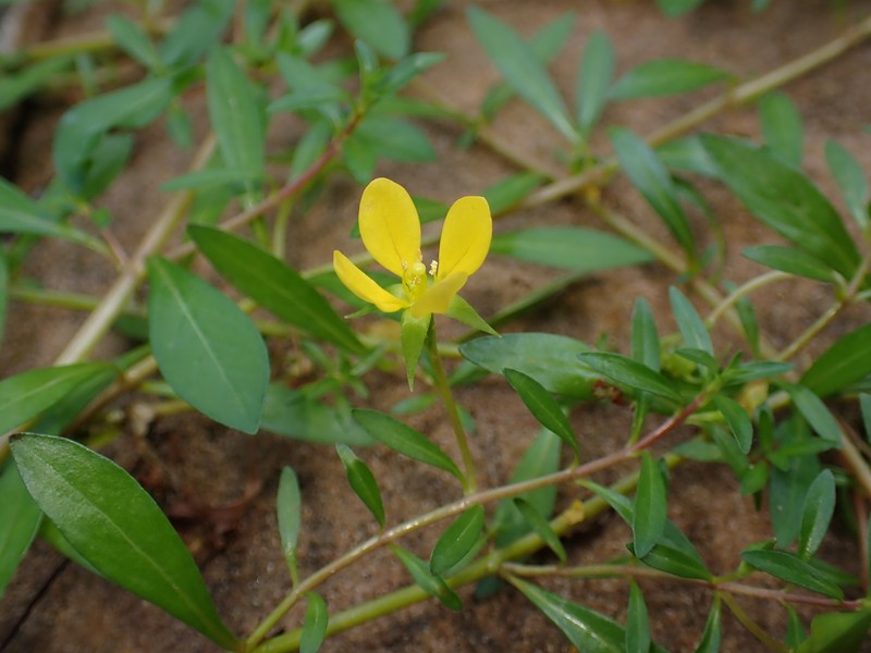 Piedmont Primrose-Willow photo 6