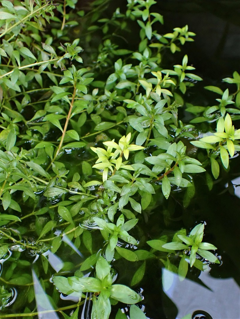 Piedmont Primrose-Willow