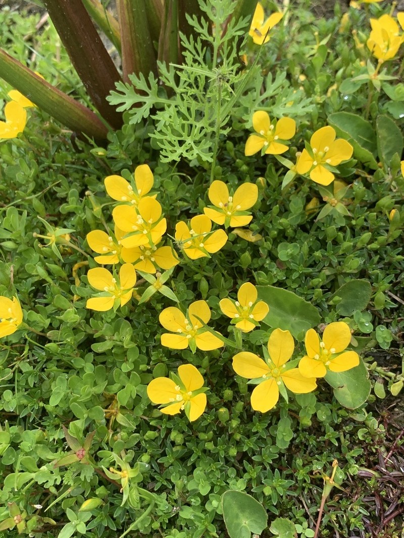 Piedmont Primrose-Willow photo 2