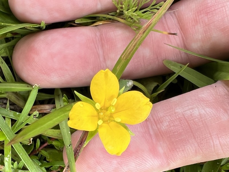 Piedmont Primrose-Willow photo 3