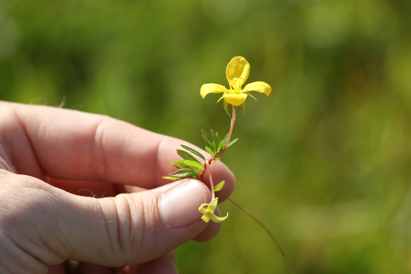 Piedmont Primrose-Willow photo 5