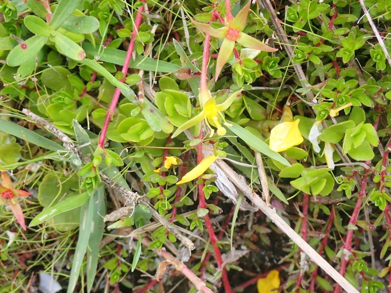 Piedmont Primrose-Willow photo 6