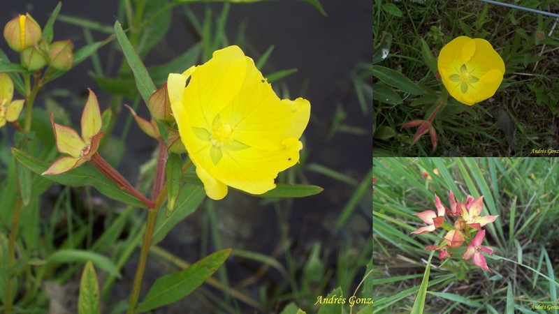 Carolina Primrose-Willow photo 4