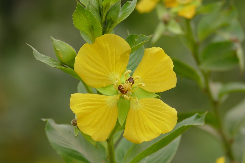 Carolina Primrose-Willow photo 2