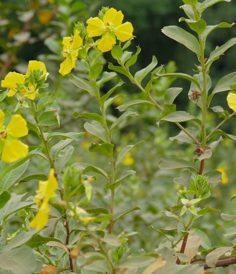 Carolina Primrose-Willow