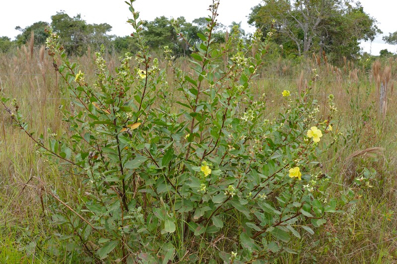 Carolina Primrose-Willow photo 3