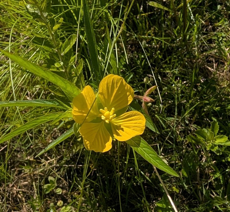 Carolina Primrose-Willow photo 2