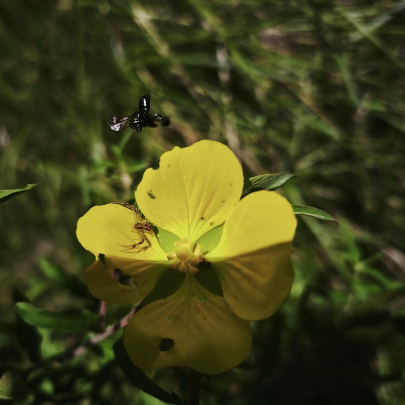 Carolina Primrose-Willow photo 3