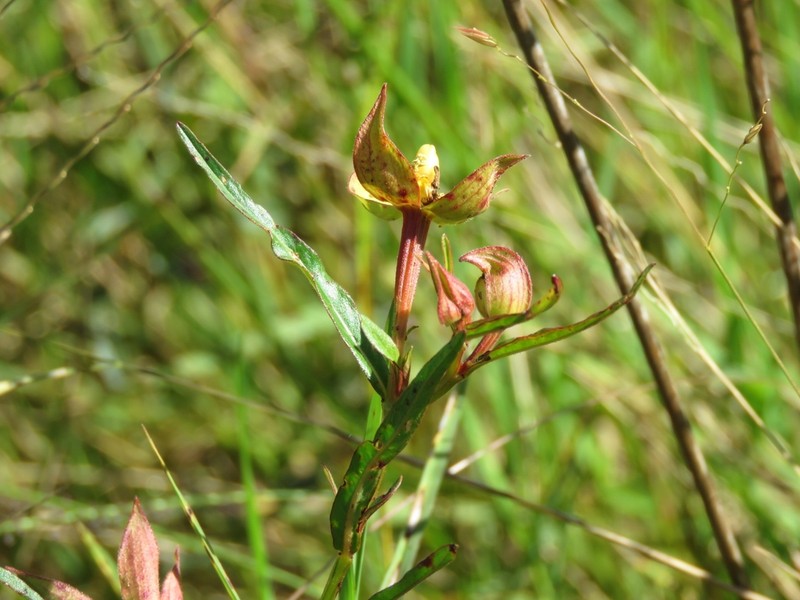 Carolina Primrose-Willow photo 7
