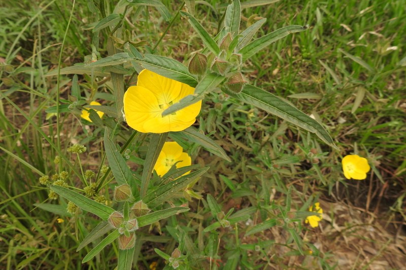 Carolina Primrose-Willow photo 8
