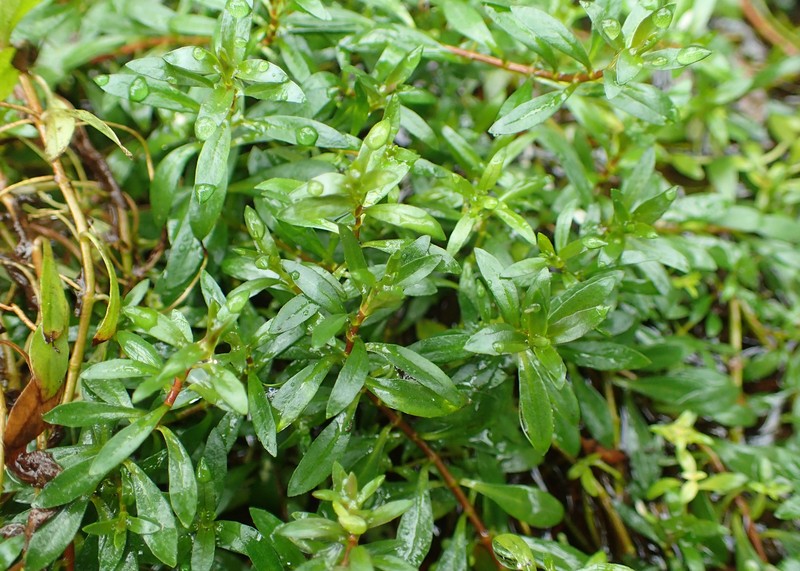 Long Beach Primrose-Willow