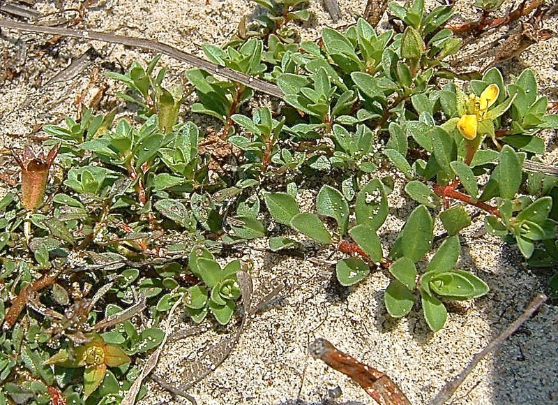 Long Beach Primrose-Willow photo 2