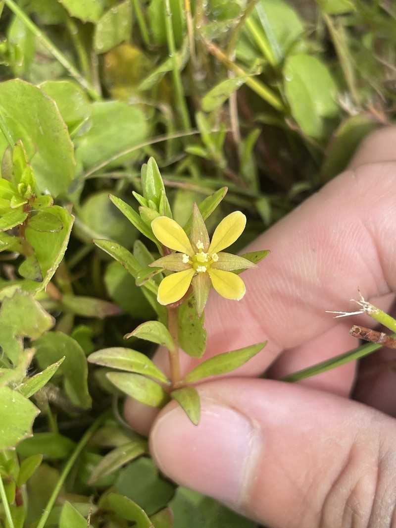 Long Beach Primrose-Willow photo 4