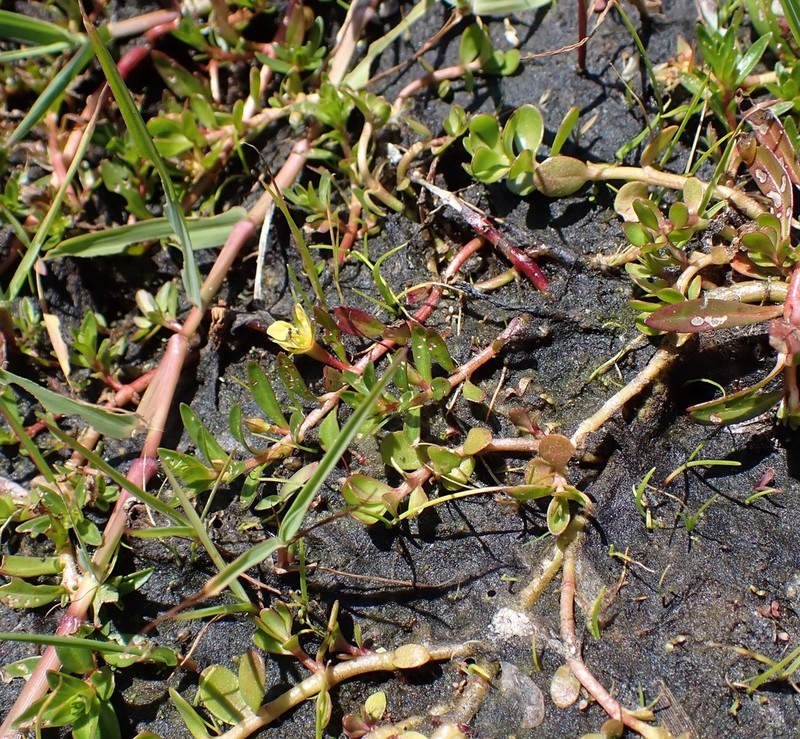 Long Beach Primrose-Willow photo 5