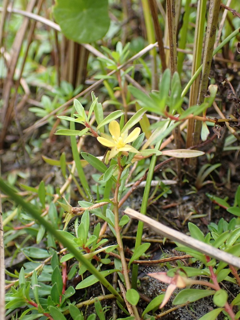 Long Beach Primrose-Willow photo 6