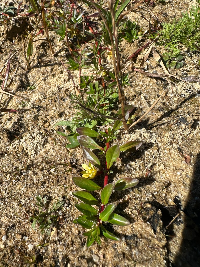 Long Beach Primrose-Willow photo 7