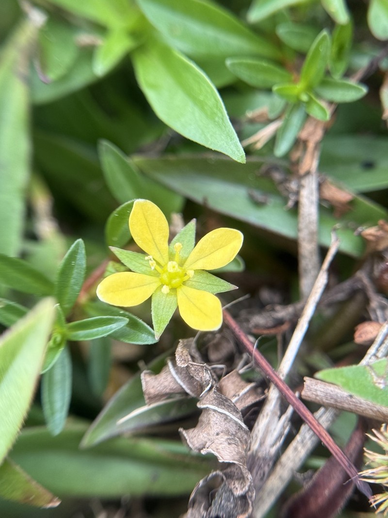 Long Beach Primrose-Willow photo 8