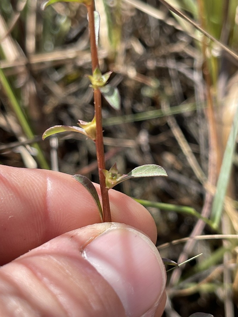 Curtiss' Primrose-Willow photo 8