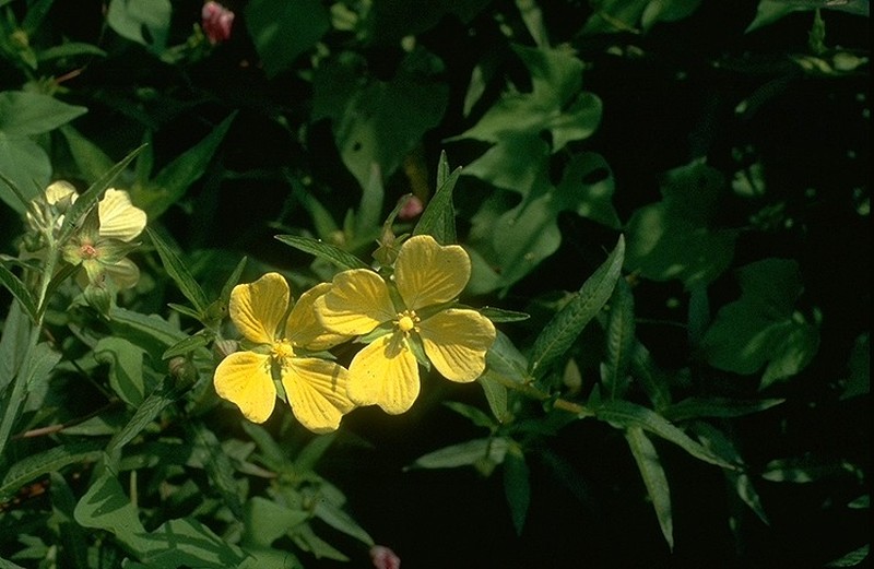 Wingleaf Primrose-Willow photo 2