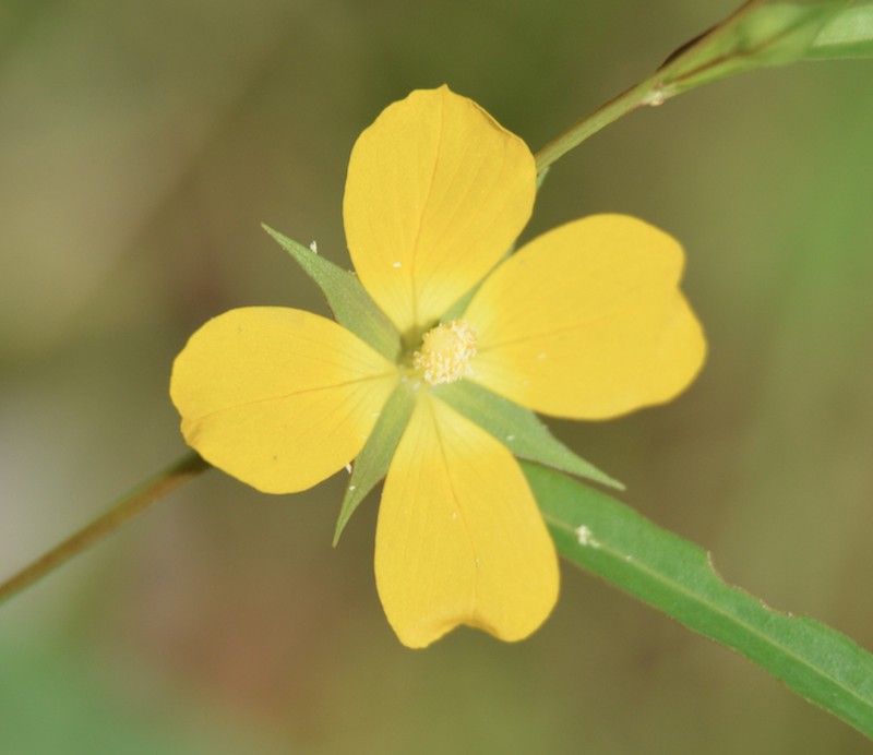 Wingleaf Primrose-Willow