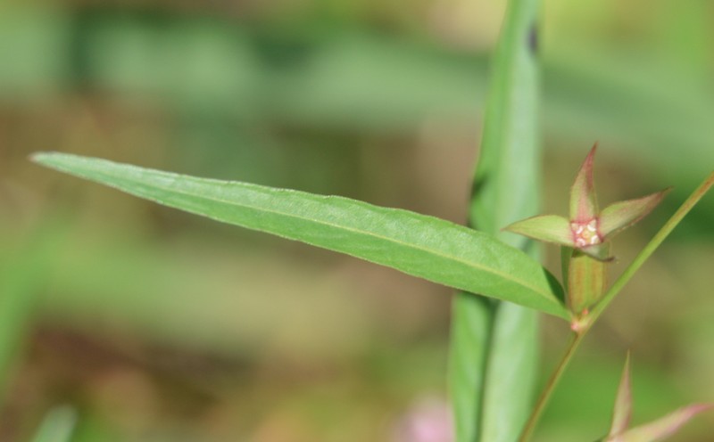 Wingleaf Primrose-Willow photo 3