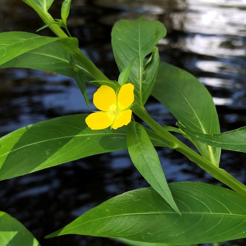 Wingleaf Primrose-Willow photo 4
