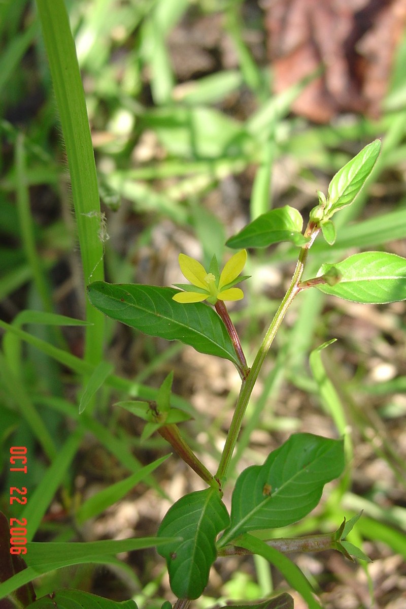 Wingleaf Primrose-Willow photo 5