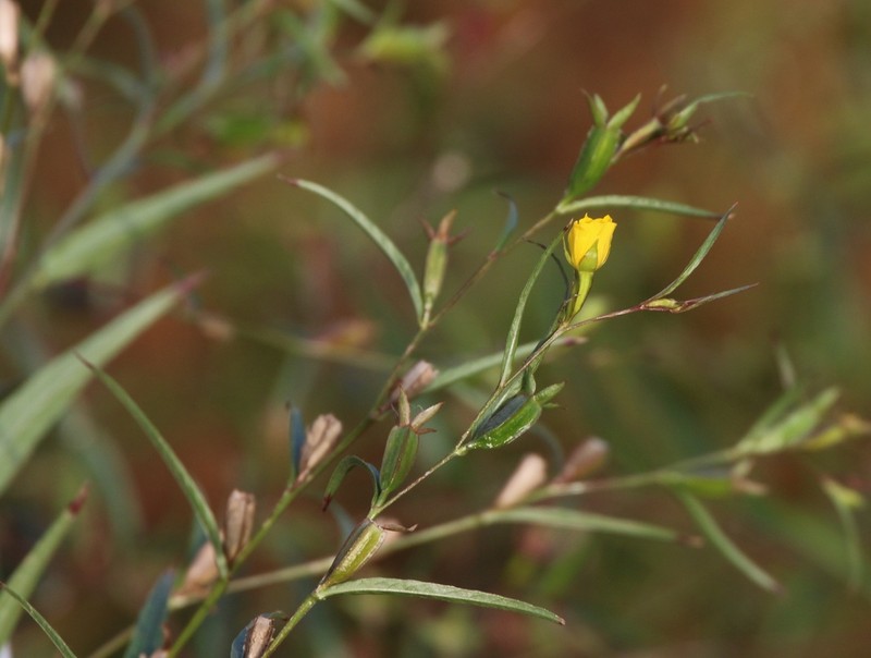 Wingleaf Primrose-Willow photo 6