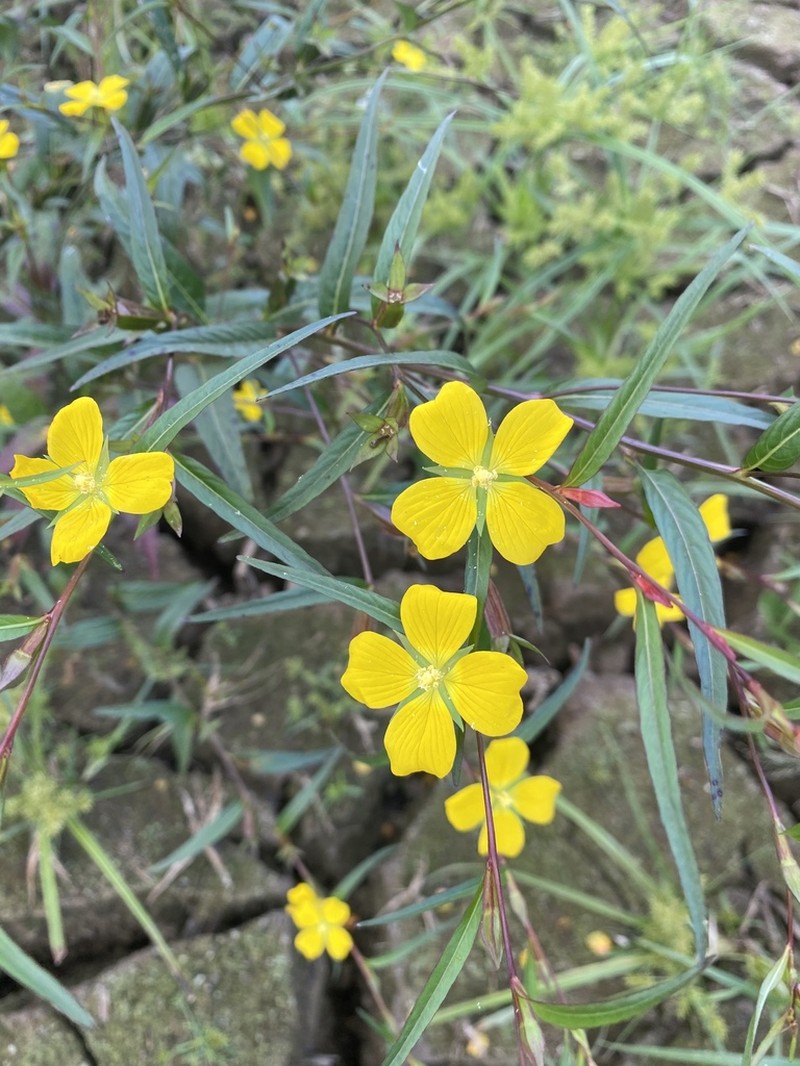 Wingleaf Primrose-Willow photo 7