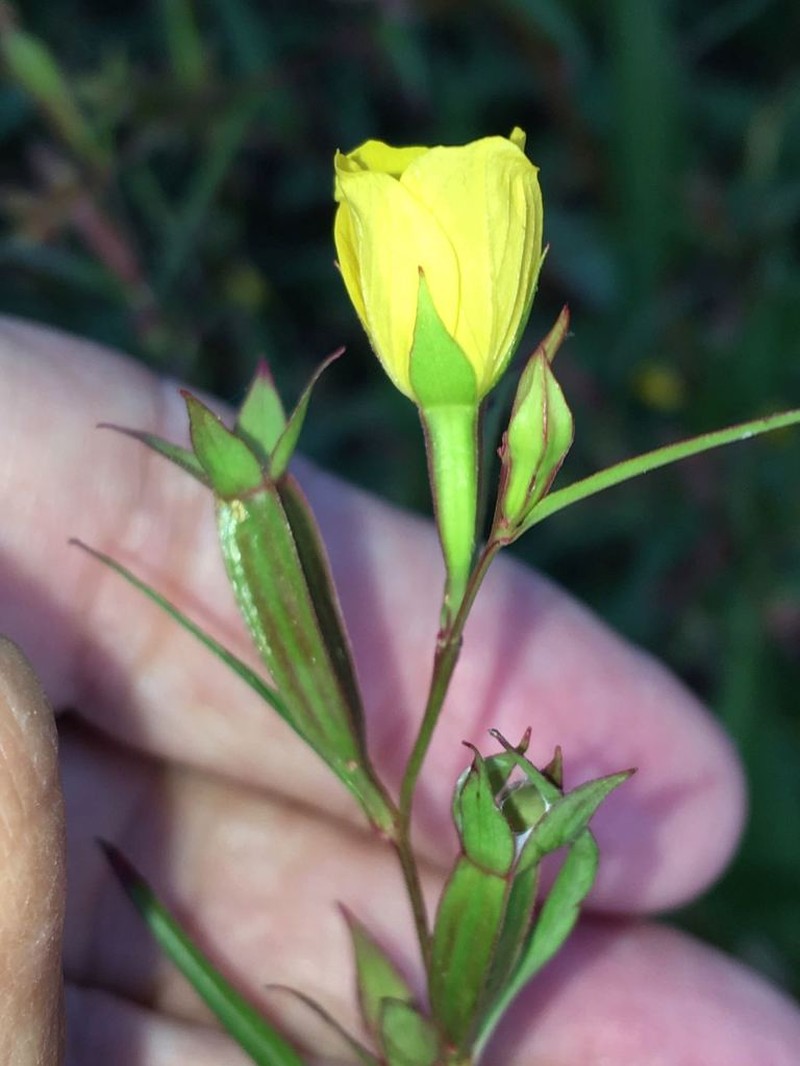 Wingleaf Primrose-Willow photo 8