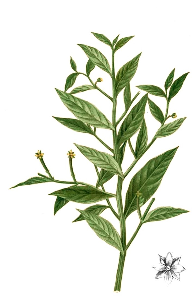 Yerba De Jicotea photo 2