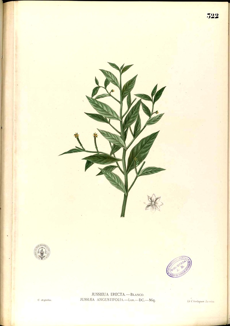 Yerba De Jicotea photo 3
