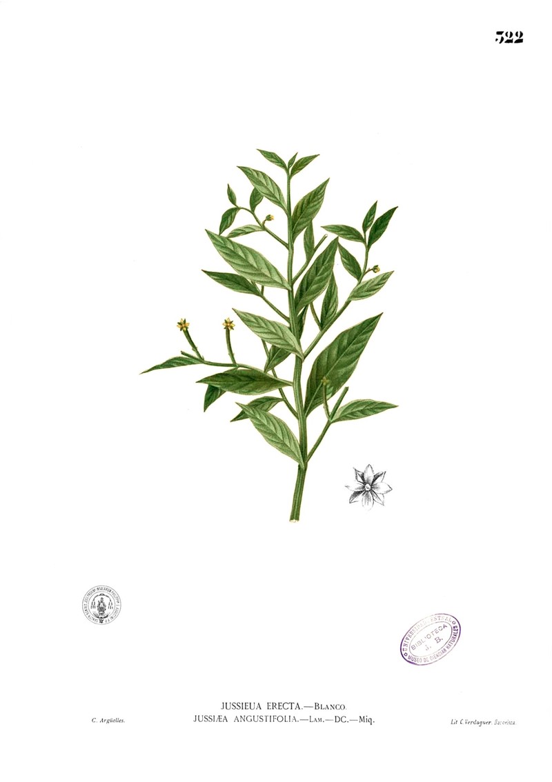 Yerba De Jicotea photo 4