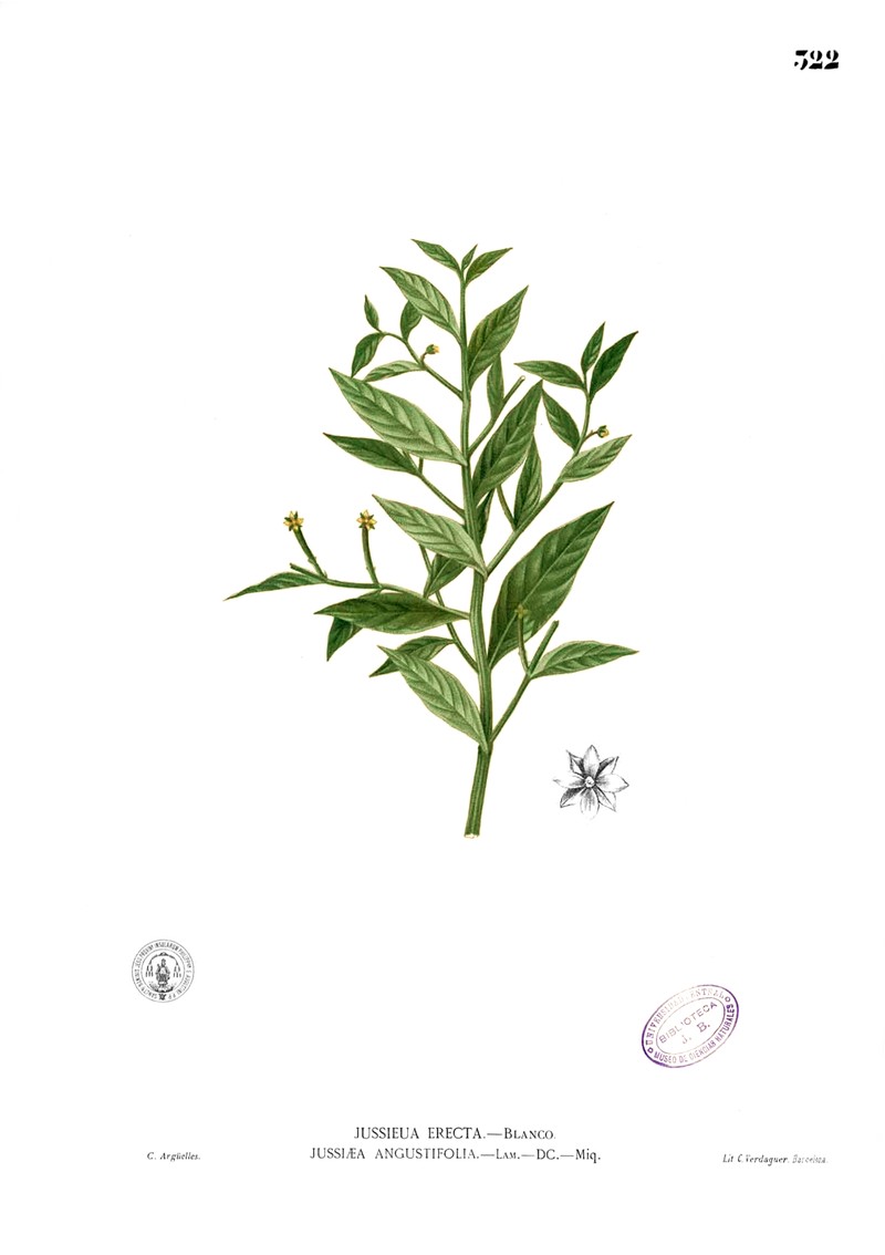 Yerba De Jicotea photo 5