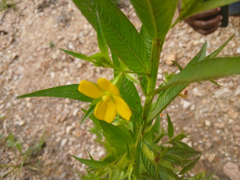Yerba De Jicotea photo 6