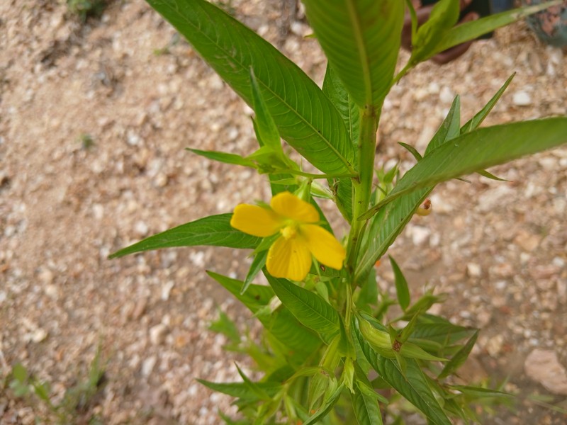 Yerba De Jicotea photo 7