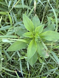 Yerba De Jicotea