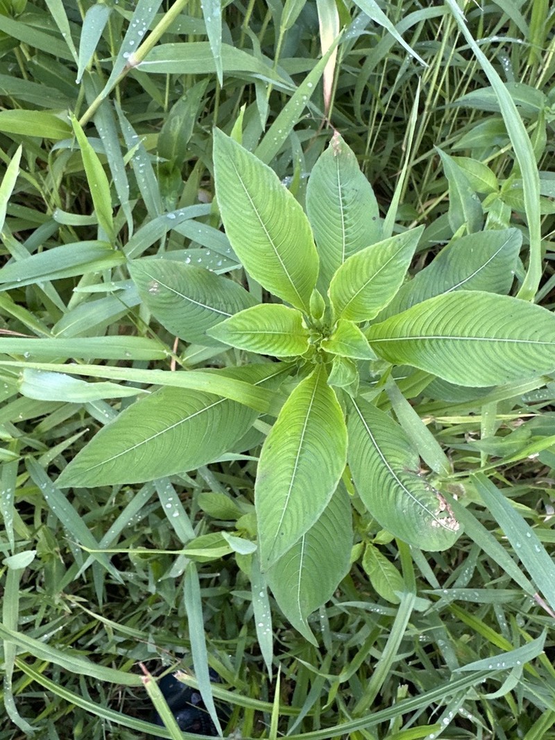 Yerba De Jicotea
