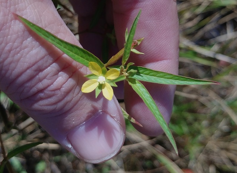 Yerba De Jicotea photo 2