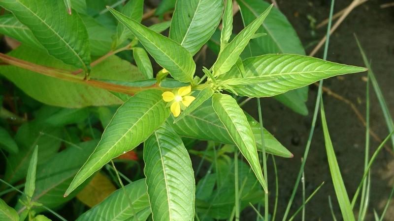 Yerba De Jicotea photo 3
