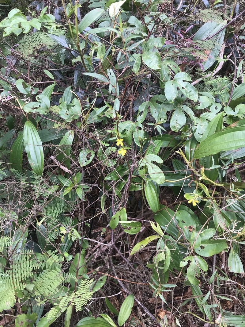 Yerba De Jicotea photo 5