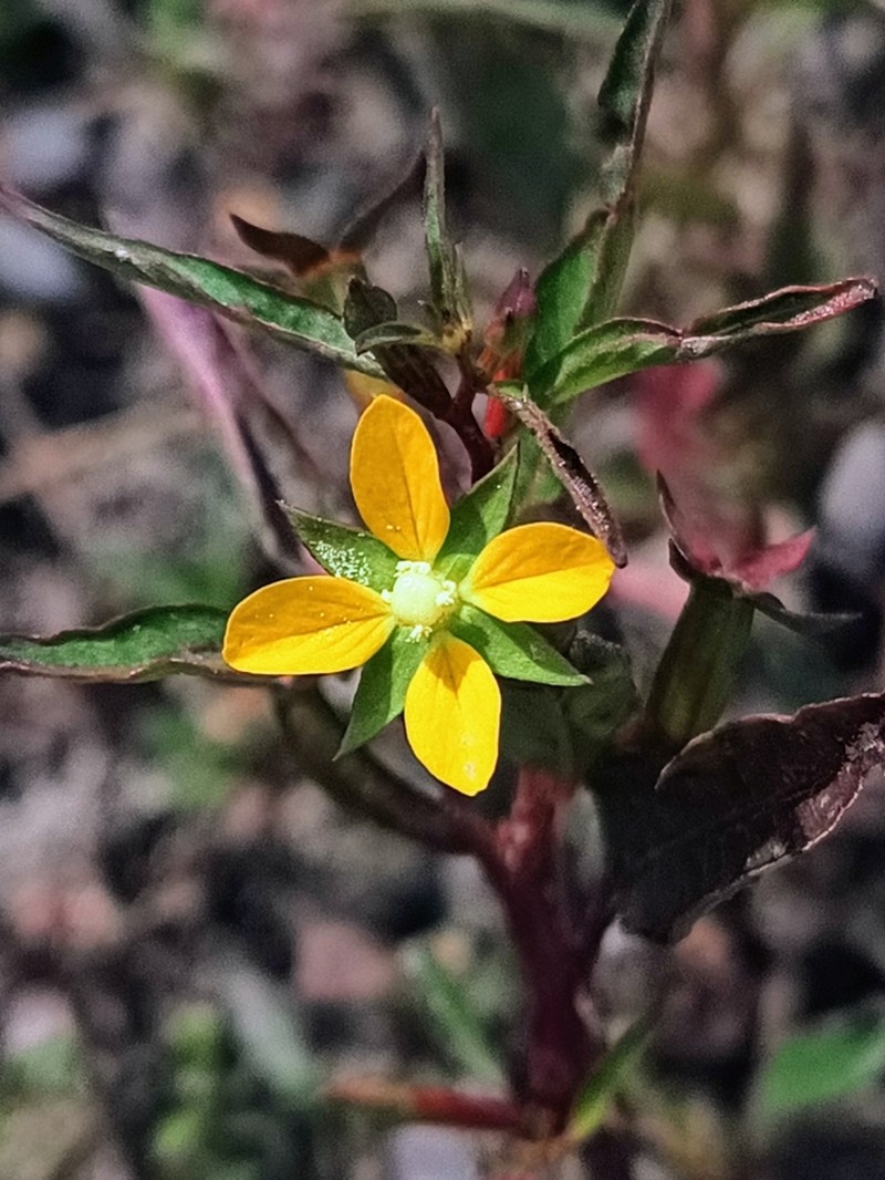 Yerba De Jicotea photo 6