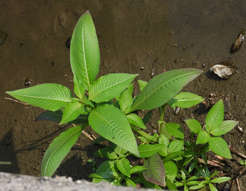 Yerba De Jicotea photo 7