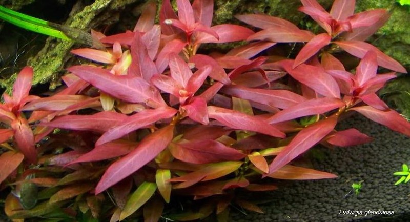 Cylindricfruit Primrose-Willow
