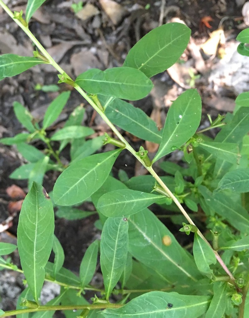 Cylindricfruit Primrose-Willow photo 2