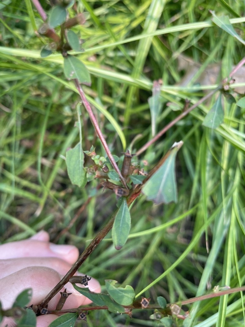 Cylindricfruit Primrose-Willow photo 5