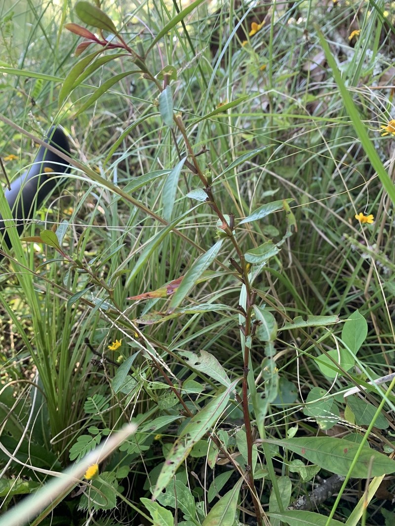 Cylindricfruit Primrose-Willow photo 6