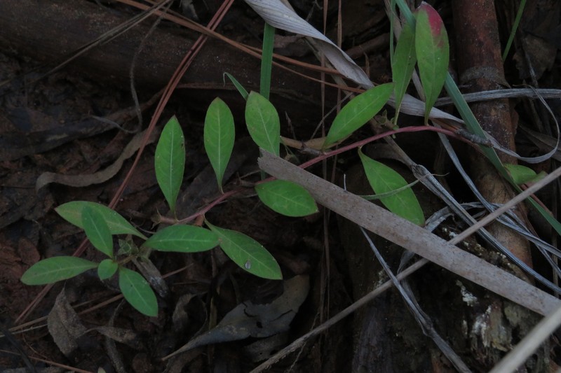 Ludwigia glandulosa subsp. brachycarpa