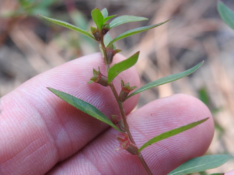 Ludwigia glandulosa subsp. brachycarpa photo 2