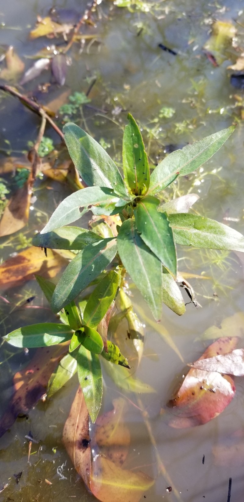 Ludwigia glandulosa subsp. brachycarpa photo 3